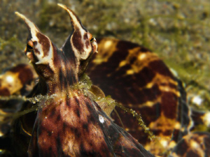 Thaumoctopus mimicus (detail) by Alex Varani 